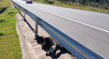 Tamanduá-bandeira é encontrado morto após atropelamento em rodovia na região de Botucatu