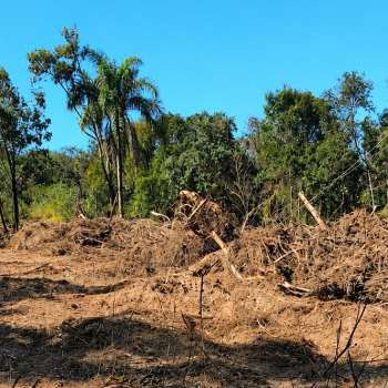 Polícia Ambiental identifica desmatamento de 8,36 hectares e aplica multa de R$ 117 mil em Bofete