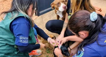 Botucatu reforça serviço de microchipagem obrigatória para cães e gatos