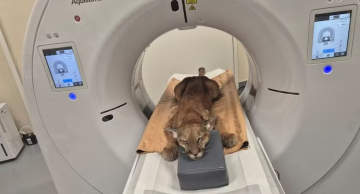 Onça-parda atropelada em Botucatu sofreu traumatismo cranioencefálico, aponta CEMPAS