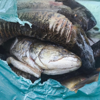 Fiscalização apreende 26 aves silvestres abatidas e pescado irregular em rodovia