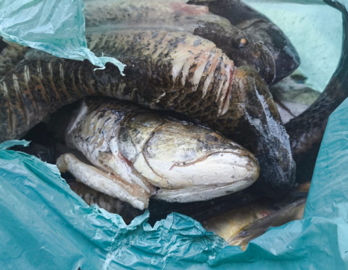 Fiscalização apreende 26 aves silvestres abatidas e pescado irregular em rodovia