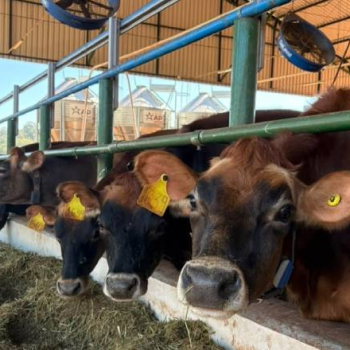 Novo centro da Unesp em Botucatu pesquisa produção sustentável de leite e bem-estar animal