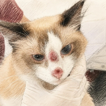 Botucatu acompanha cinco casos de esporotricose em gatos e reforça orientações à população
