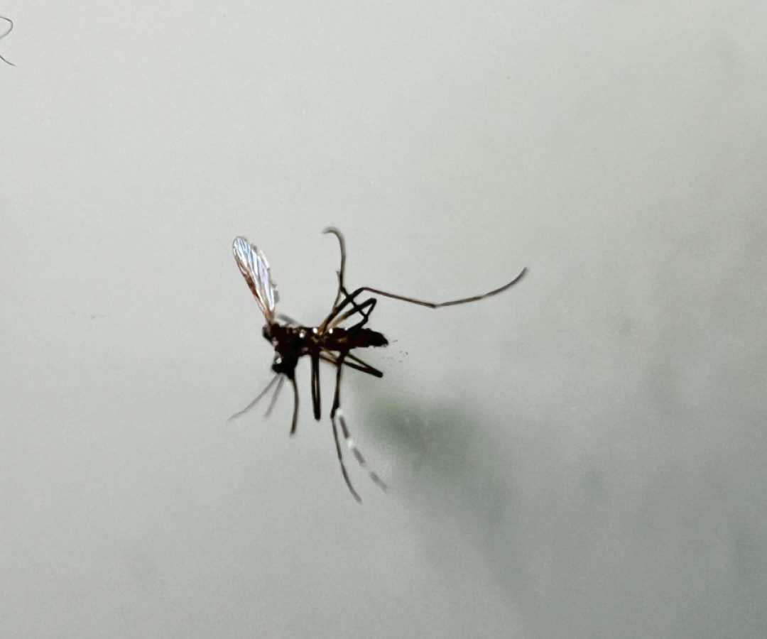 AEDES DENGUE