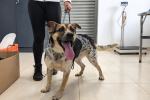 Cão feliz na clínica veterinária