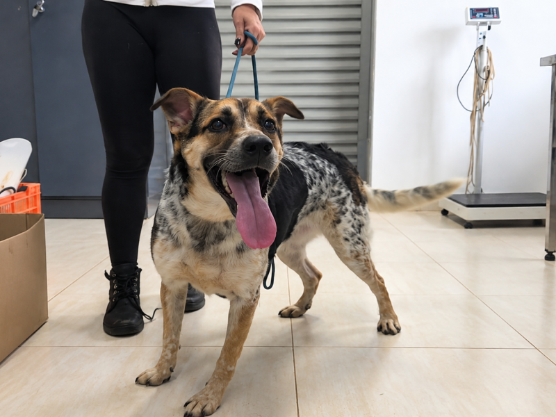 Cão feliz na clínica veterinária