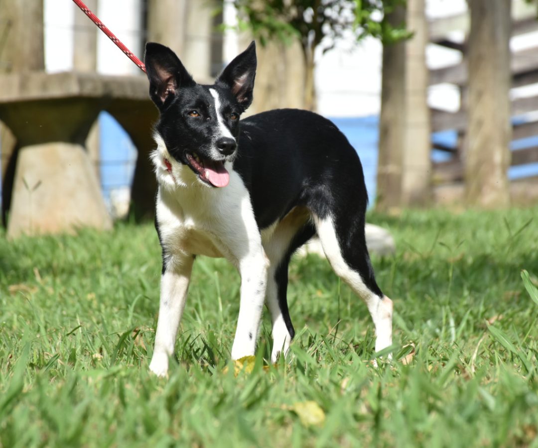 adocao-pets
