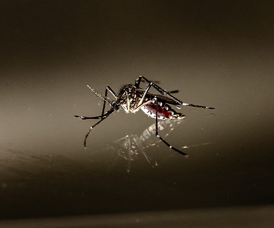 dengue-mosquito-foto-andre-godinho
