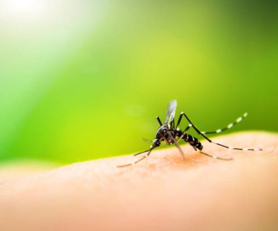 dengue-mosquito