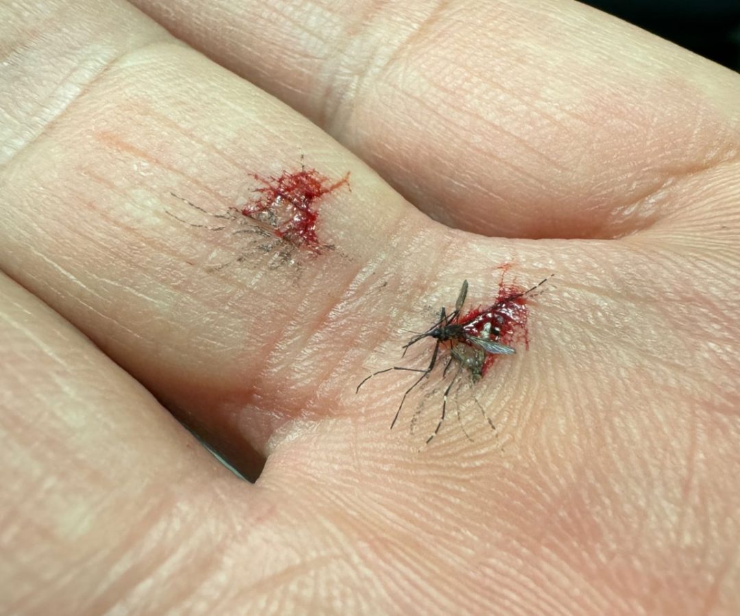 dengue