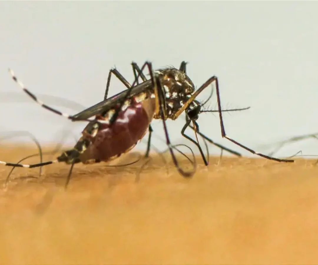 mosquito_dengue