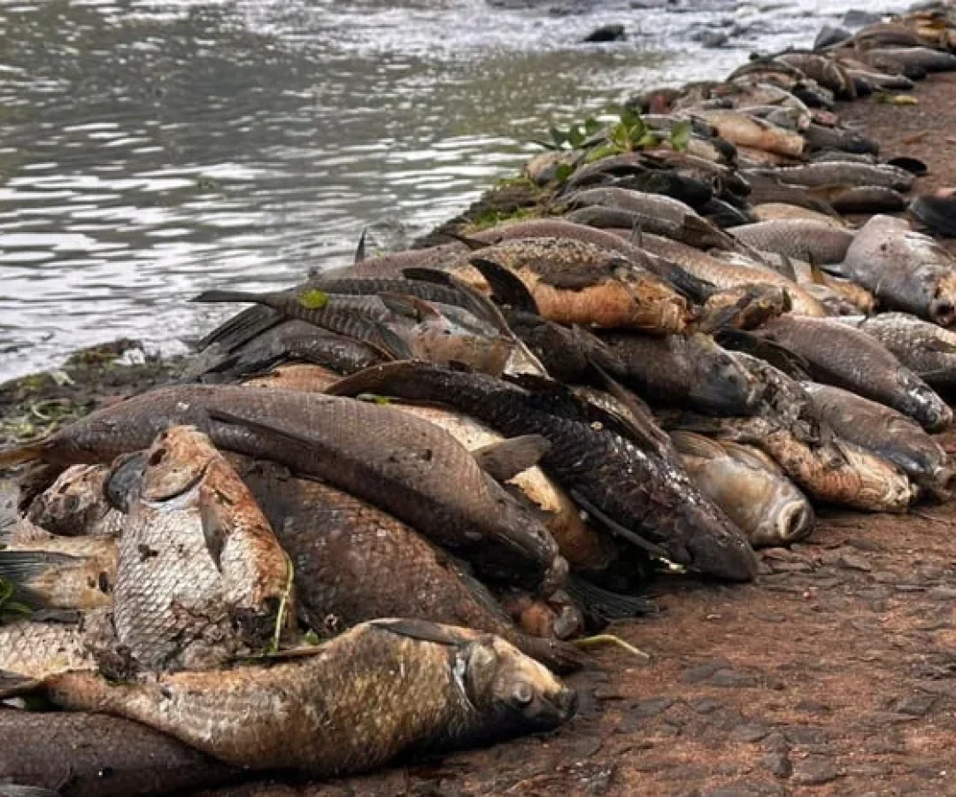 peixes